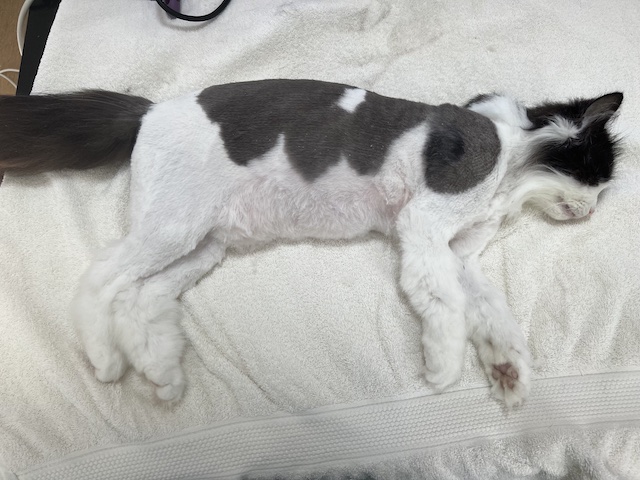 Cat Groom - Furry Pet Minders