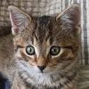 Happy Pet Sitter Client North Shore