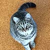 Happy Pet Sitter Client North Shore