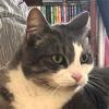 Happy Pet Sitter Client North Shore