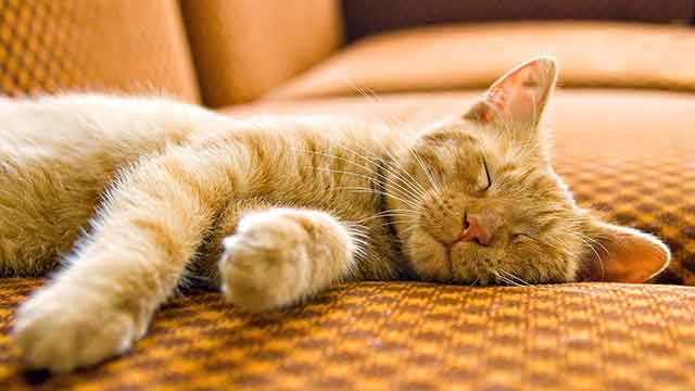 Sleeping cat Furry Pet Minders